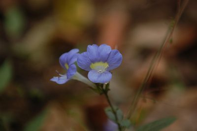 Barleria courtallica, photographed by Prashanth N S