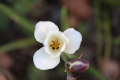 Sparaxis grandiflora, photographed by Noeleen du Toit