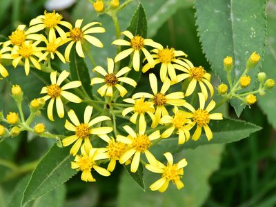 Senecio sarracenicus, photographed by Nasser Halaweh
