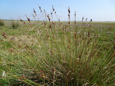Carex extensa, photographed by Robert H. Wardell