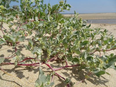 Atriplex laciniata, photographed by Robert H. Wardell