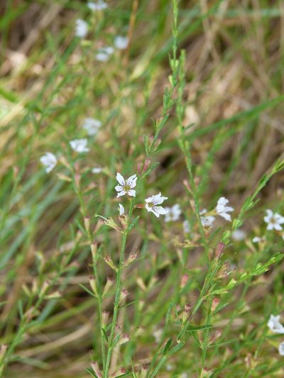 Lythrum lineare, photographed by botanygirl