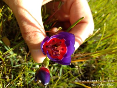 Geissorhiza radians, photographed by Seth Musker