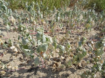 Atriplex laciniata, photographed by Robert H. Wardell