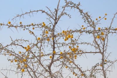 Vachellia nebrownii, photographed by Michael A. Alcorn