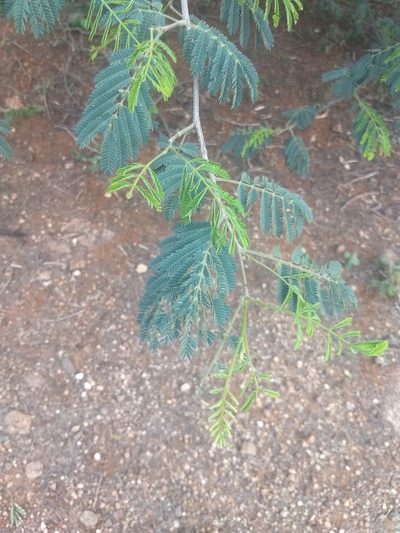 Albizia amara, photographed by P Jeganathan
