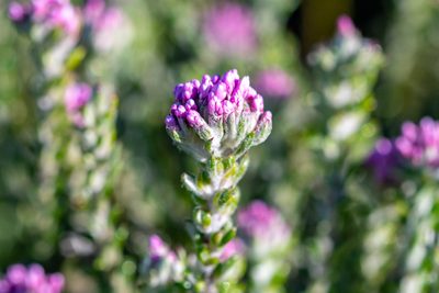 Metalasia cymbifolia, photographed by magriet b