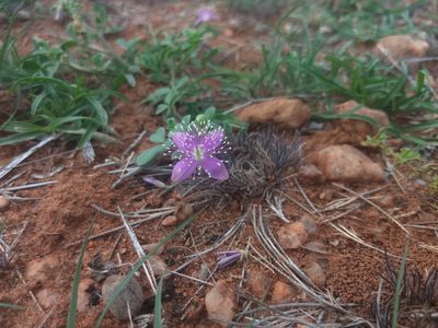 Cleome felina, photographed by P Jeganathan