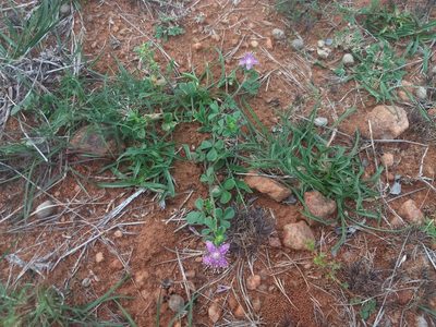 Cleome felina, photographed by P Jeganathan
