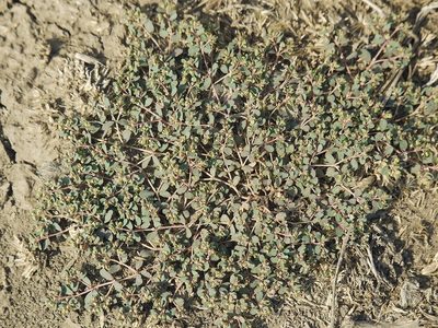 Euphorbia chamaesyce, photographed by Roman