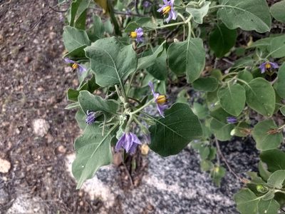 Solanum pubescens, photographed by P Jeganathan