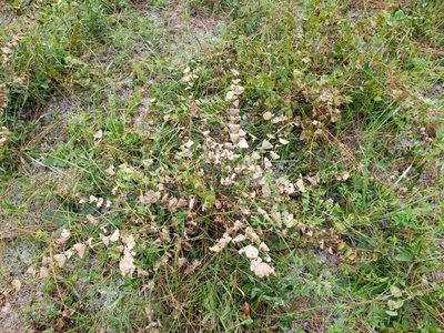 Baptisia perfoliata, photographed by Valerie Anderson