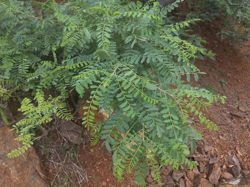 Chloroxylon swietenia, photographed by P Jeganathan