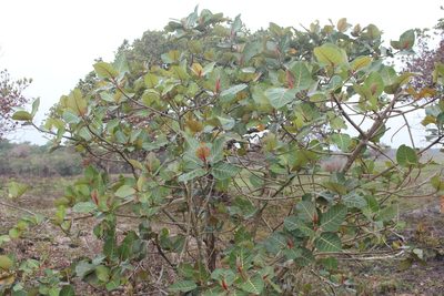 Ficus trichopoda, photographed by Michael A. Alcorn