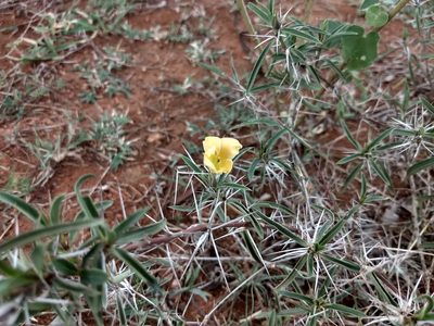 Barleria cuspidata, photographed by P Jeganathan