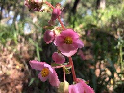 Begonia angustiloba, photographed by Luis F. Ramírez