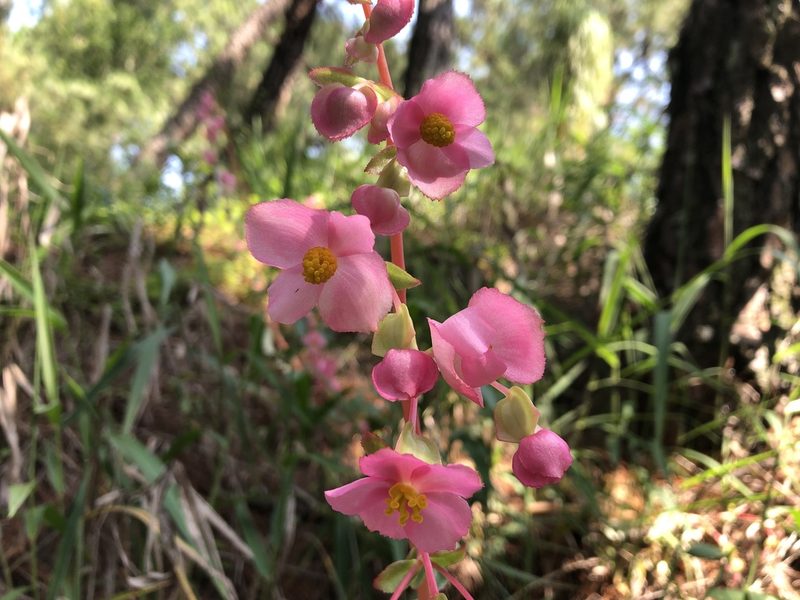 Begonia angustiloba, photographed by Luis F. Ramírez