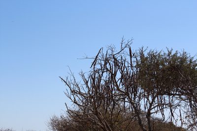 Cassia abbreviata, photographed by Michael A. Alcorn
