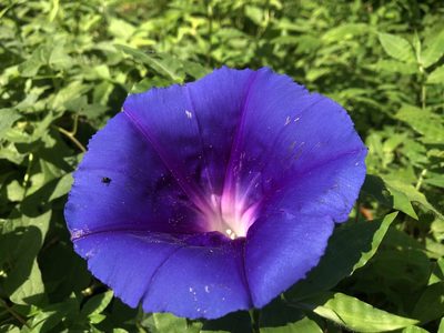 Ipomoea laeta, photographed by Luis F. Ramírez