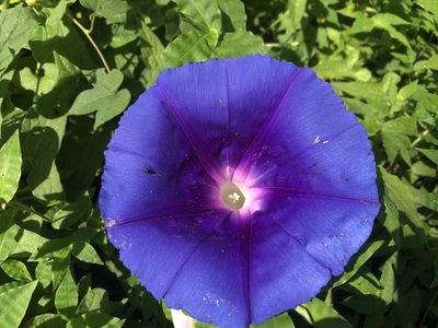 Ipomoea laeta, photographed by Luis F. Ramírez