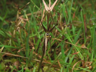 Miersia chilensis, photographed by Nicolás Lavandero