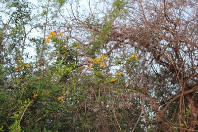 Senna bicapsularis, photographed by Michael A. Alcorn