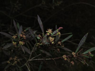 Myrceugenia lanceolata, photographed by Nicolás Lavandero