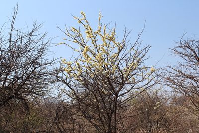 Albizia anthelmintica, photographed by Michael A. Alcorn