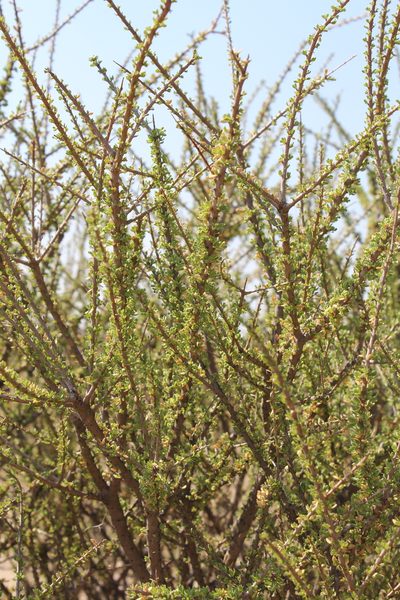 Boscia foetida, photographed by Michael A. Alcorn