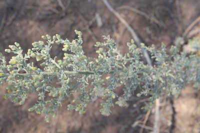Laggera decurrens, photographed by Michael A. Alcorn