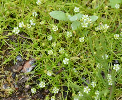 Sagina saginoides, photographed by Alison Northup