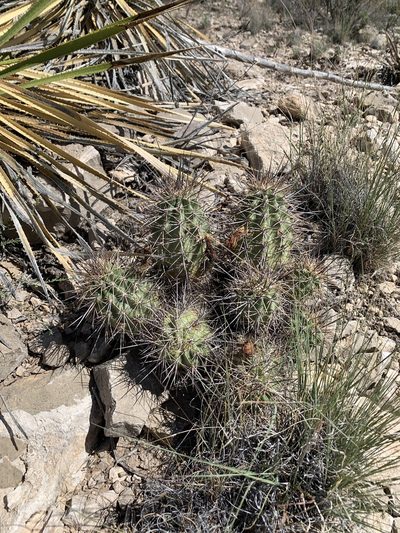 Echinocereus coccineus, photographed by CK2AZ