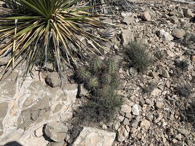 Echinocereus coccineus, photographed by CK2AZ