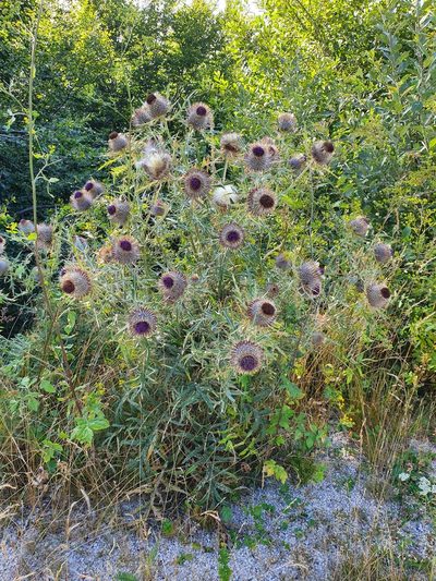 Cirsium ligulare, photographed by Michael D. Pirie