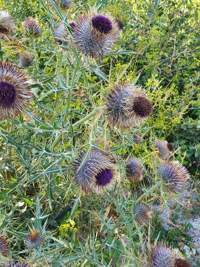 Cirsium ligulare, photographed by Michael D. Pirie