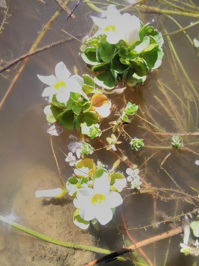 Oxalis natans, photographed by bullwooding