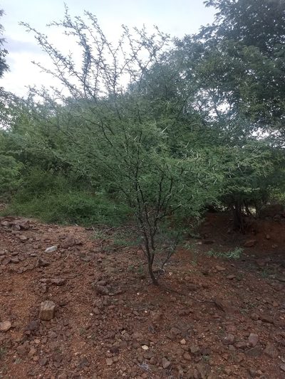 Vachellia horrida, photographed by P Jeganathan