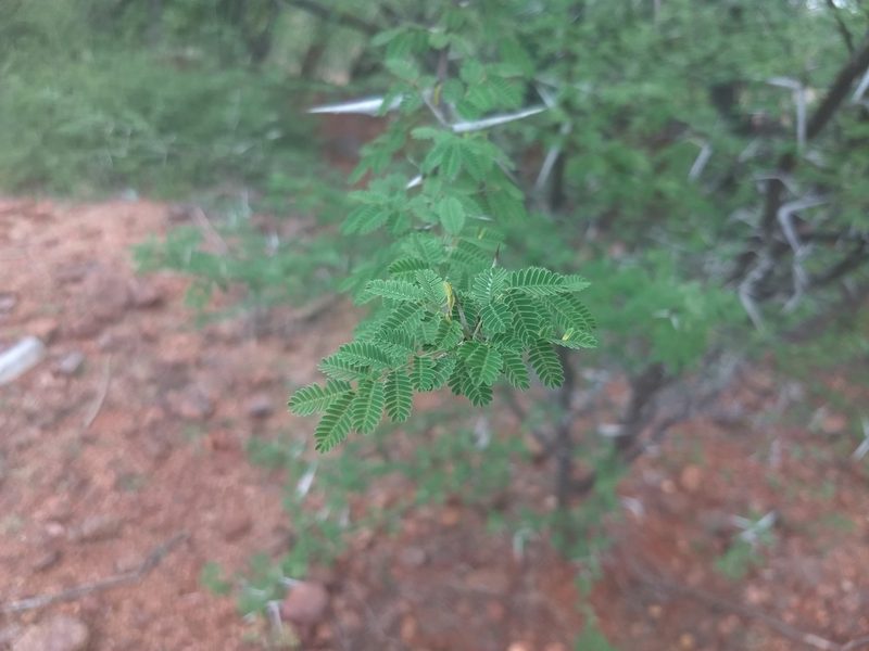 Vachellia horrida, photographed by P Jeganathan