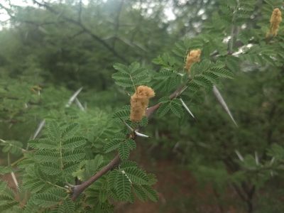 Vachellia horrida, photographed by P Jeganathan