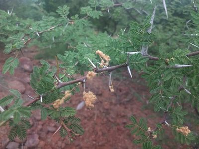Vachellia horrida, photographed by P Jeganathan