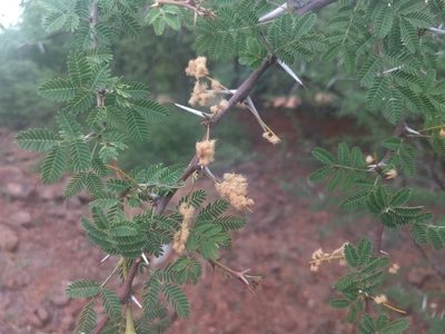 Vachellia horrida, photographed by P Jeganathan