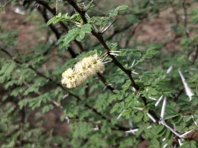 Vachellia horrida, photographed by P Jeganathan