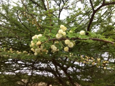 Vachellia planifrons, photographed by P Jeganathan