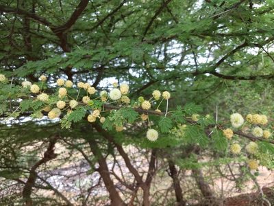 Vachellia planifrons, photographed by P Jeganathan
