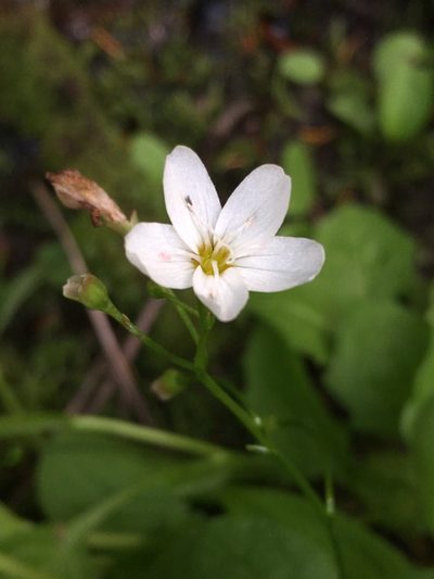 Claytonia cordifolia, photographed by Matt Berger