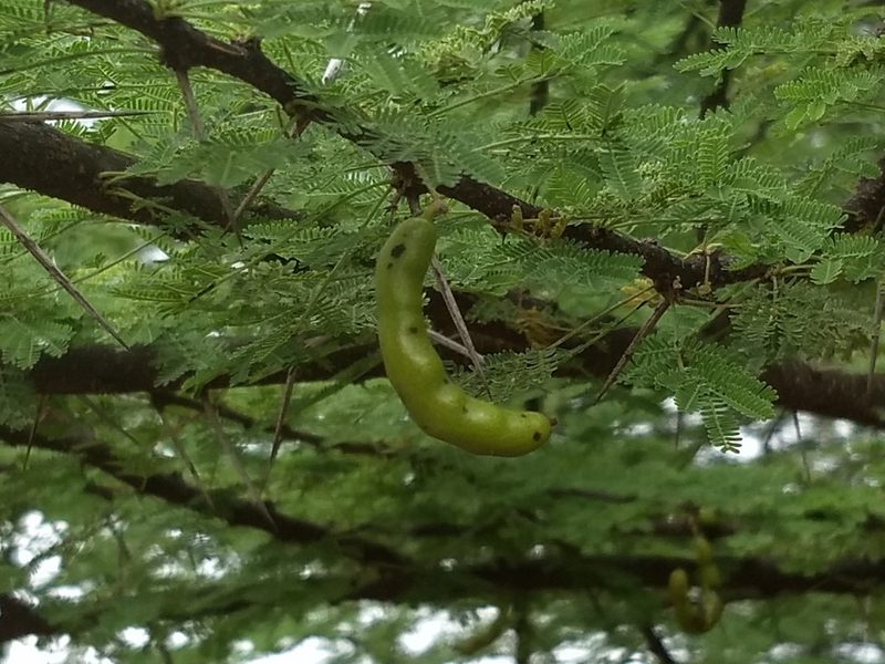Vachellia planifrons, photographed by P Jeganathan