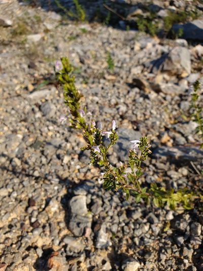 Clinopodium album, photographed by Michael D. Pirie