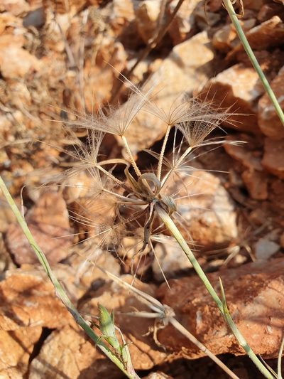 Tragopogon balcanicus, photographed by Michael D. Pirie