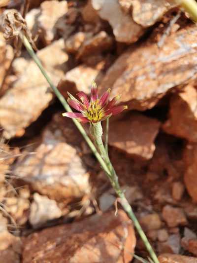 Tragopogon balcanicus, photographed by Michael D. Pirie
