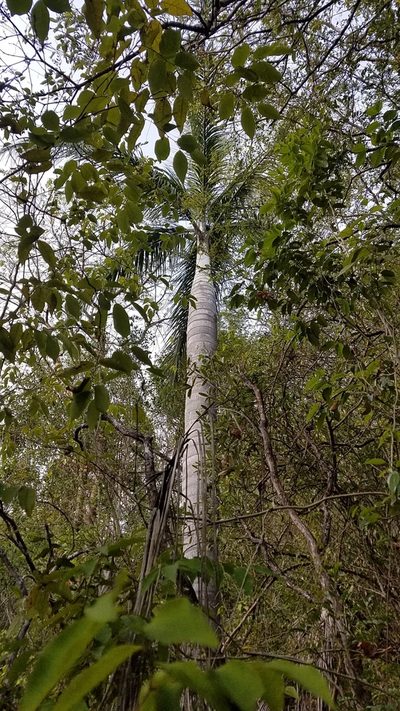 Pseudophoenix vinifera, photographed by Yolanda M. Leon